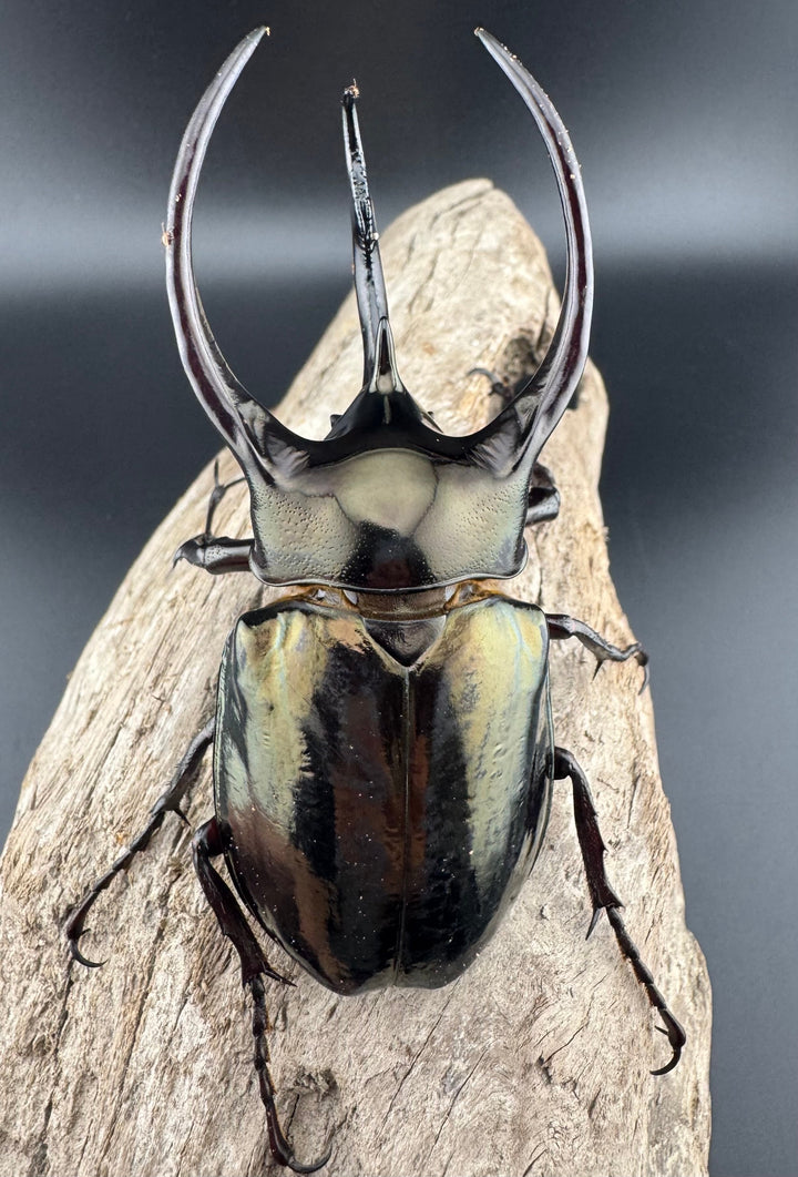 【WD】《ミンダナオアトラスオオカブト キダパワン産 94.5mm ペア》