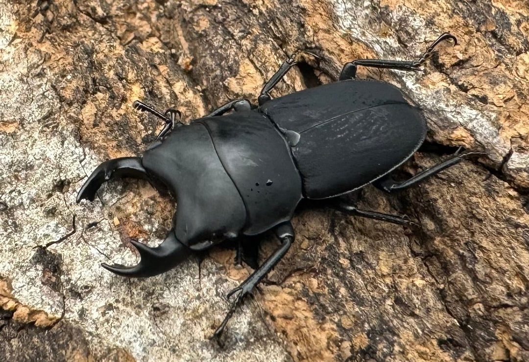 【WF2】《メタドルクス ロトゥンダトゥス ♂♀♀トリオ》