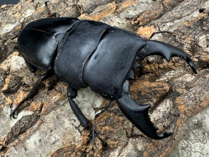 【WF1】即ブリ《マリンドッケヒラタ 90mm ペア》