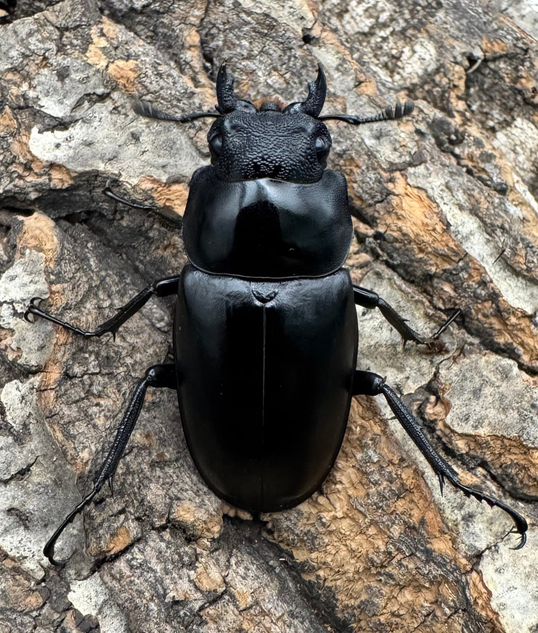 《ギラファノコギリ亜種ケイスケ 112mm ペア》