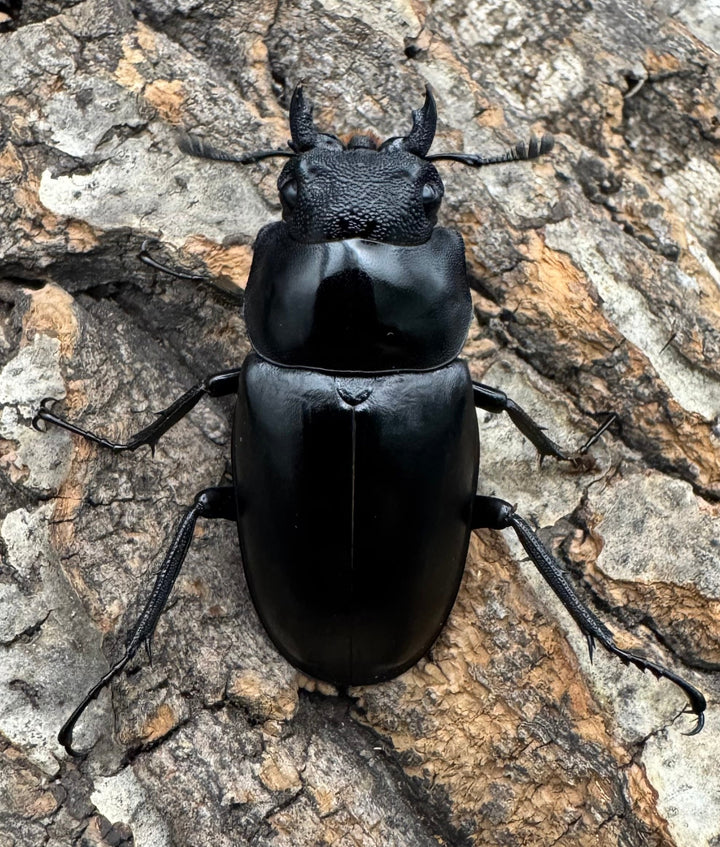 《ギラファノコギリ亜種ケイスケ 112mm ペア》