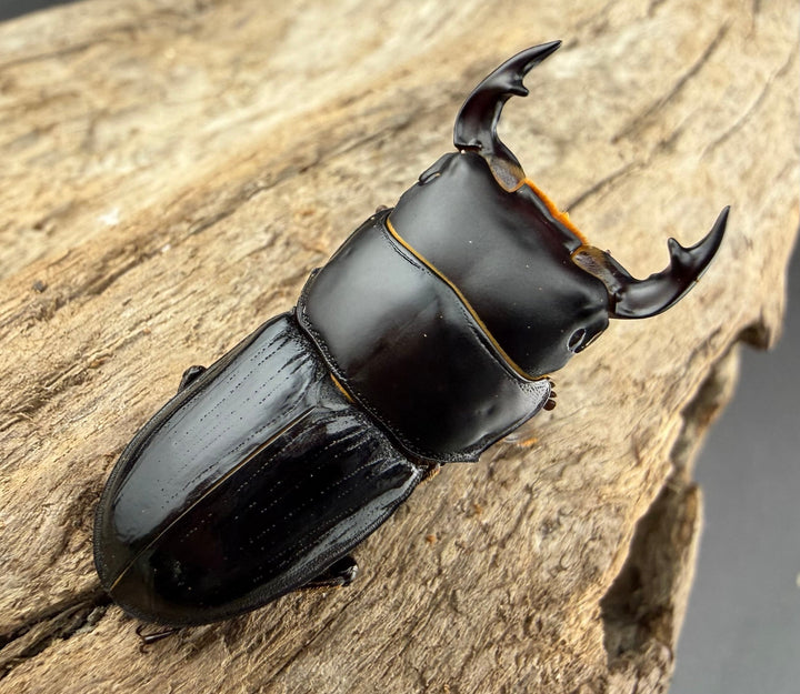 《スキットオオクワガタ 34mm ペア》