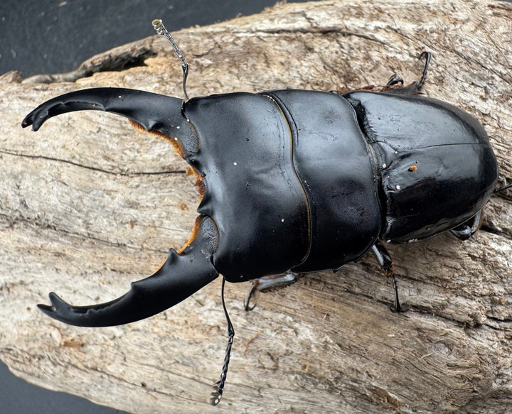 【WD】《ユーリケファルスヒラタ 74mm ペア》