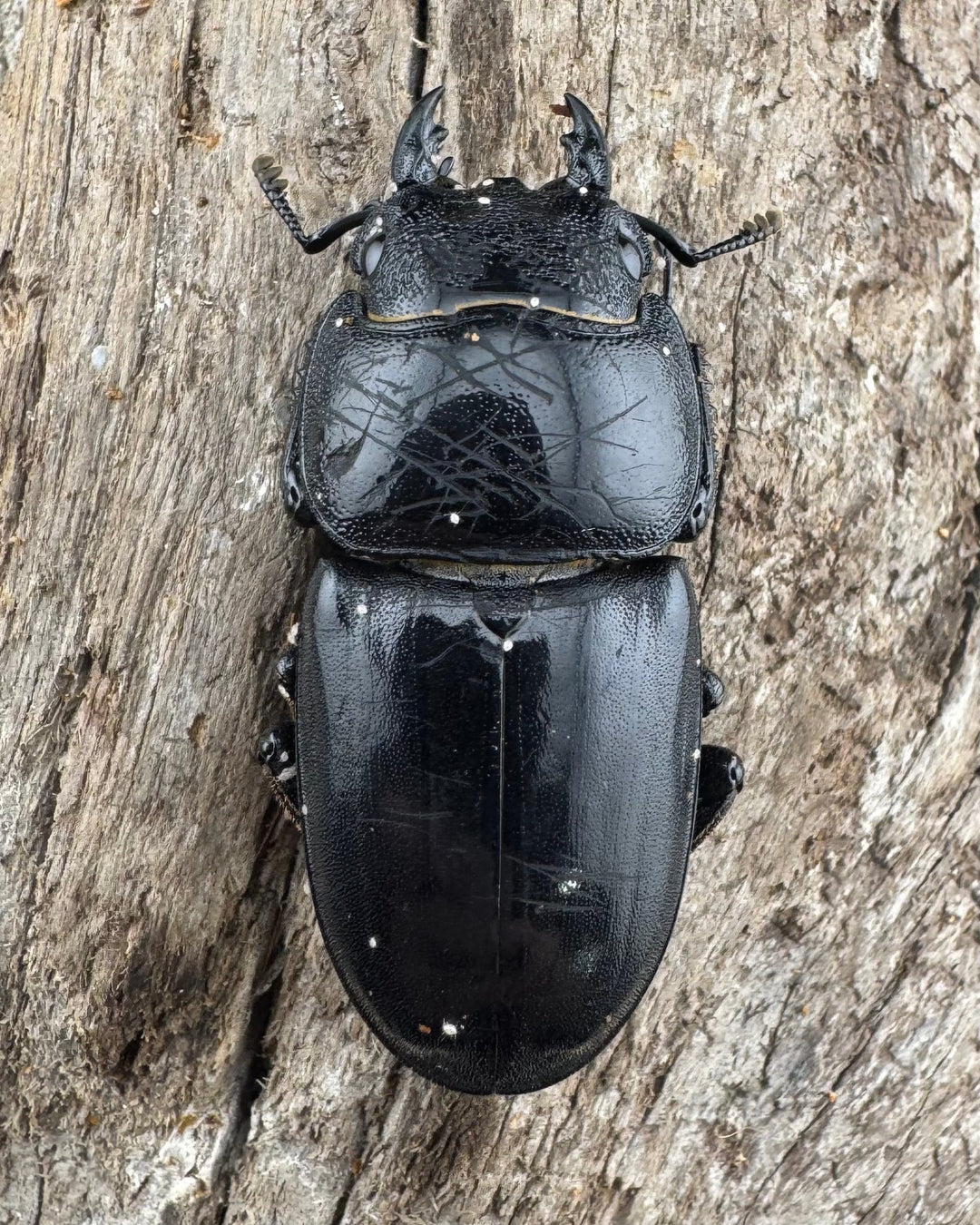 【WD】《パラワンオオヒラタ バタラザ産 92mm ペア》