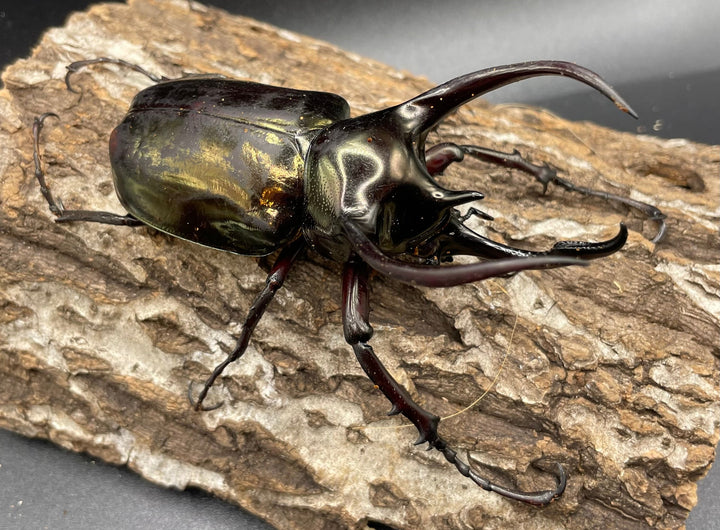 【WD】《ミンダナオアトラスオオカブト 90mmUP ペア》②