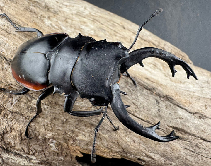 【WD】《クベラツヤクワガタ亜種sinensis 海南省産 68mm B品ペア》