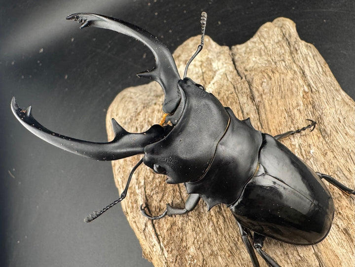 【WD】大型《インターメディアツヤクワガタ ガントン産 96mm ペア》