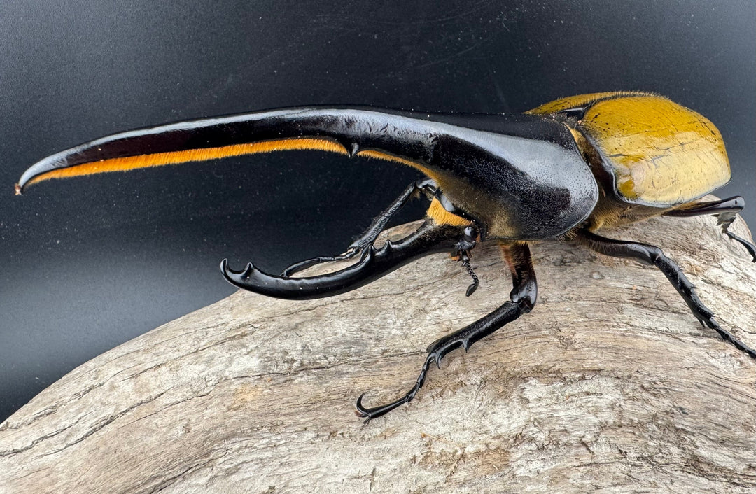 《ヘラクレス・ヘラクレス 148.5mm ペア》