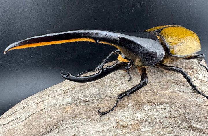 《ヘラクレス・ヘラクレス 148.5mm ペア》