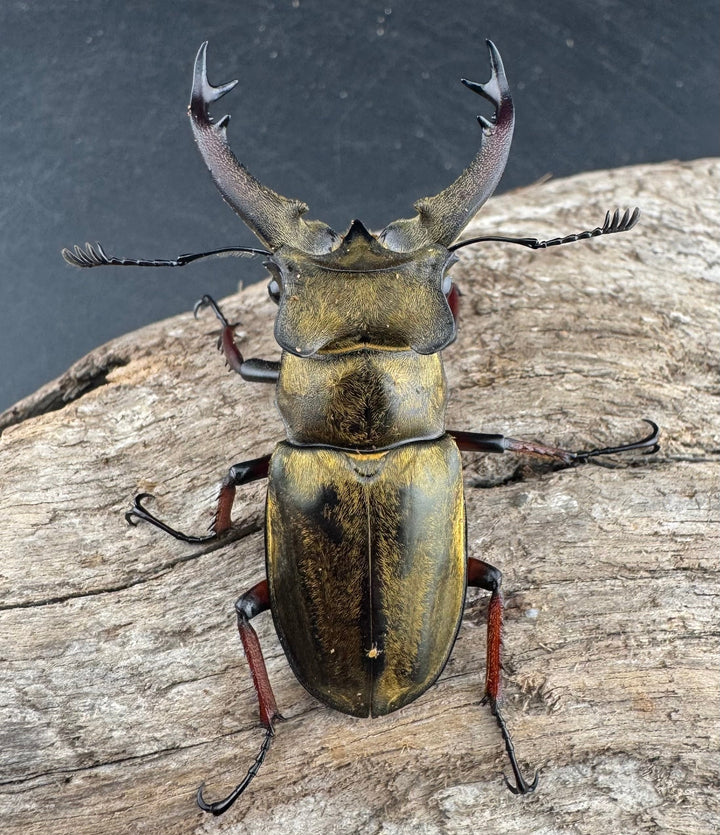 【WD】《セリケウスミヤマ原名亜種 55mm ペア》