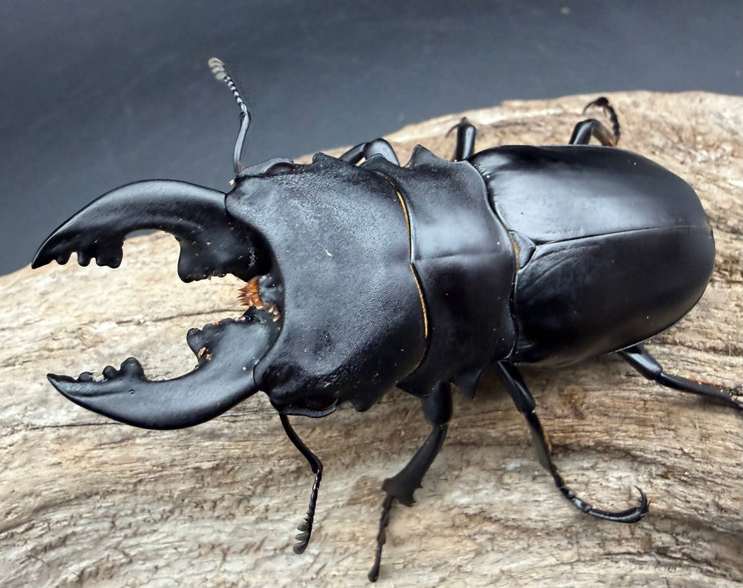 【WD】《ミンダナオアルケスツヤ 81mm A'品ペア》