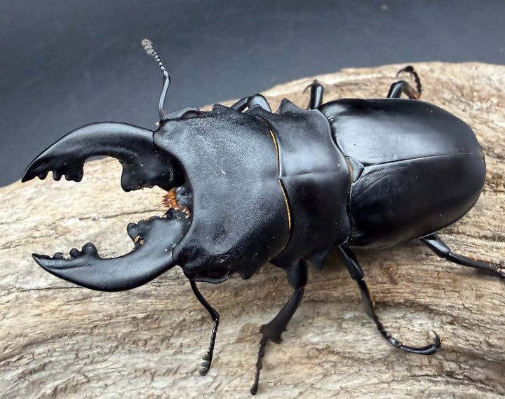 【WD】《ミンダナオアルケスツヤ 81mm A'品ペア》