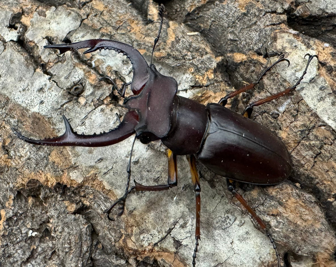 【WD】《デューベイアヌスミヤマ 56mm ペア》