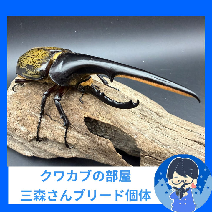 《ヘラクレス・ヘラクレス 148mm ペア》クワカブの部屋三森氏ブリード個体
