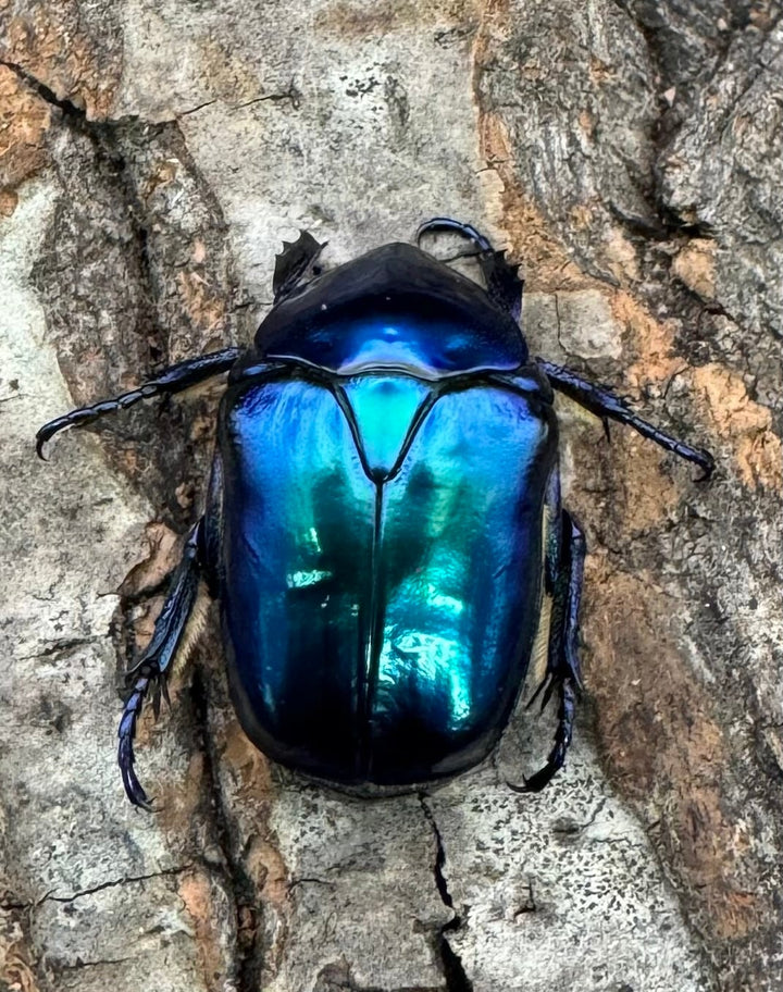 《スペキオーサ・シアノクロラ ペア》①