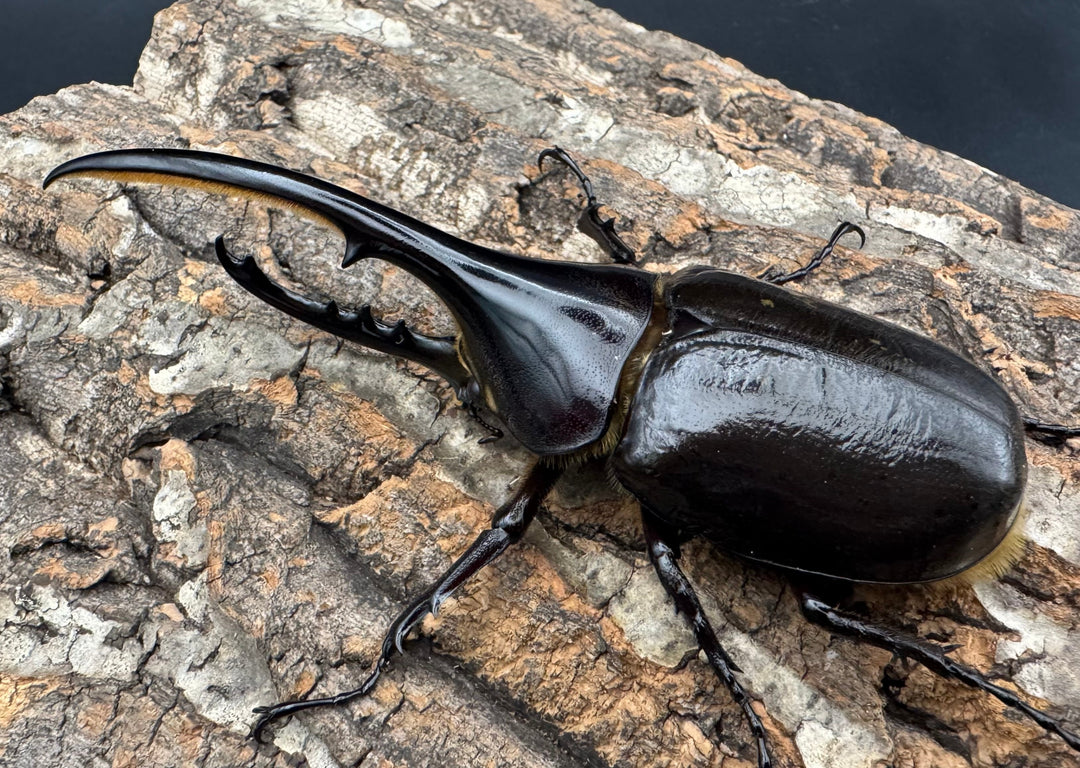 《ヘラクレス・ヘラクレス 122mm ペア》