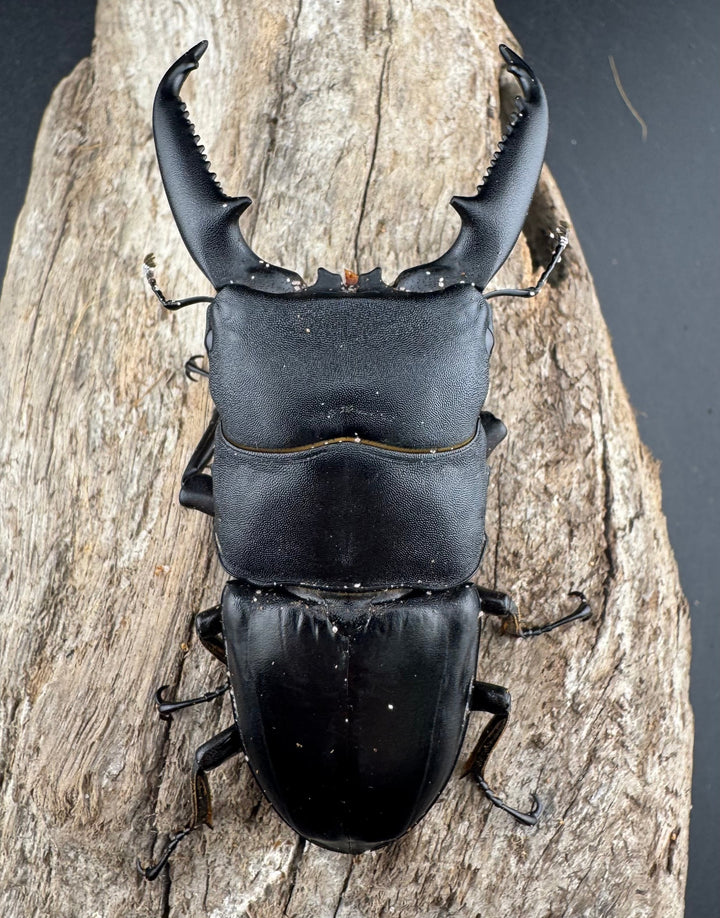 【WD】《パラワンオオヒラタ バタラザ産 85mm ペア》