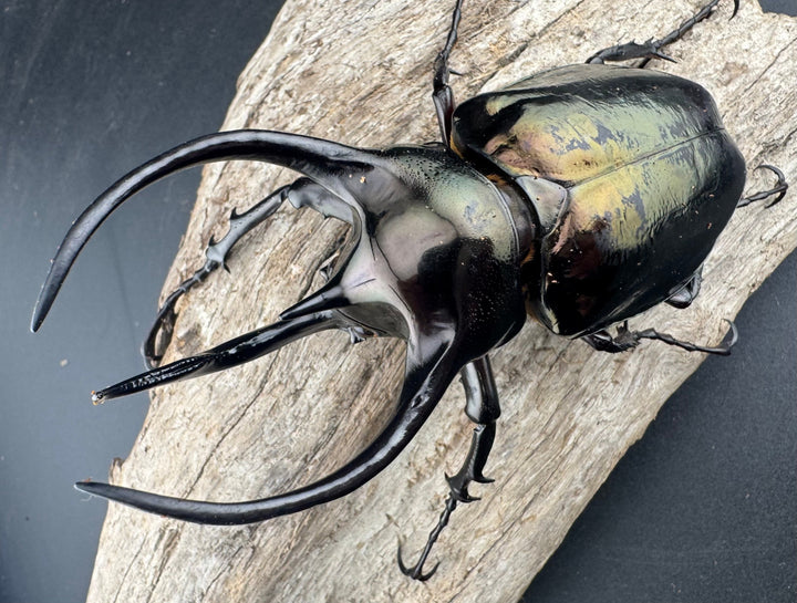 【WD】《ミンダナオアトラスオオカブト マラグサン産 98mm ペア》