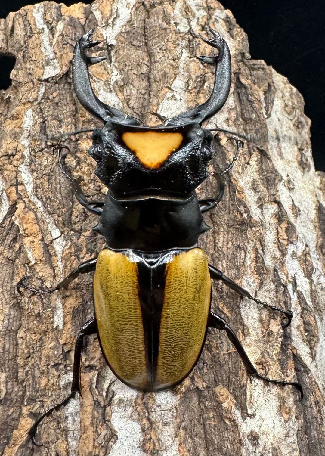 【WD】《ラコダールツヤクワガタ アチェ産 76mm ペア》