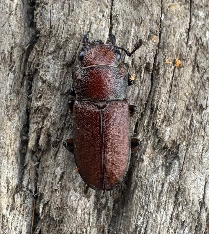 【WD】《スズムラホソアカ ロハス産 37.5mm ペア》