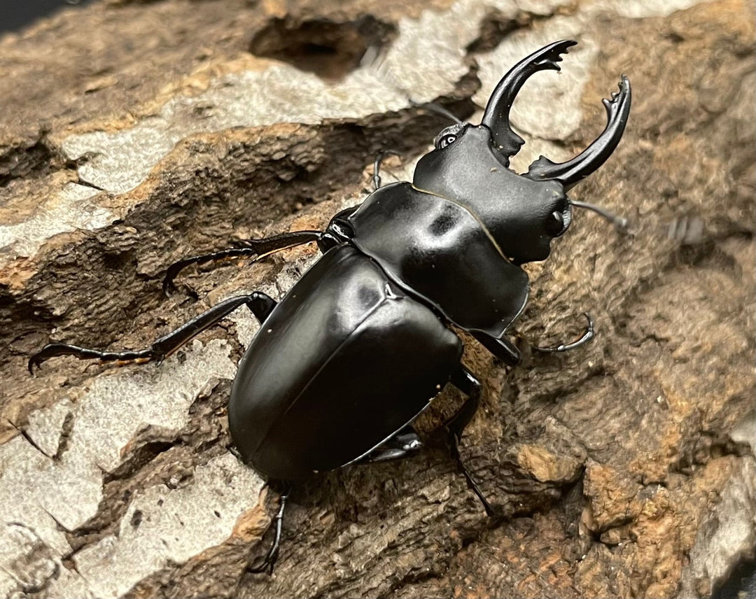 【WD】《プラティノータツヤクワガタ 37.5mmUP ペア》