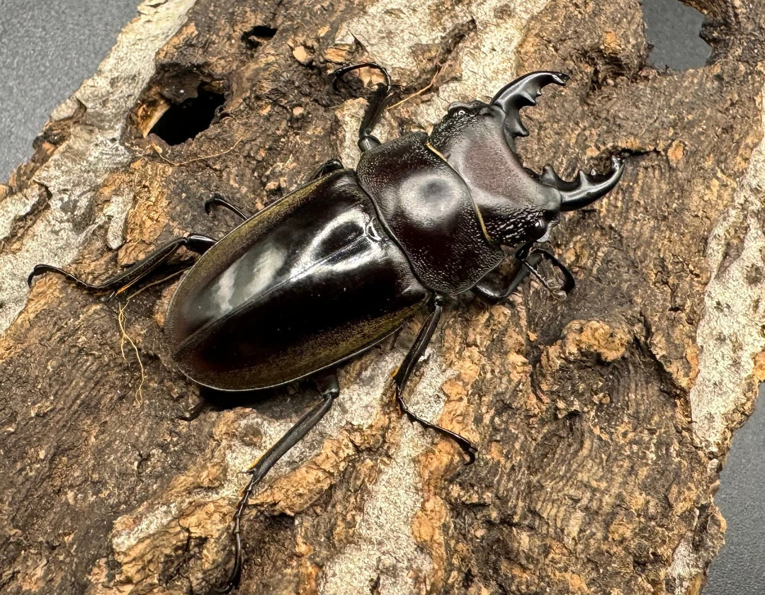 【WD】《ルマウィノコギリ  43mm A'品ペア》