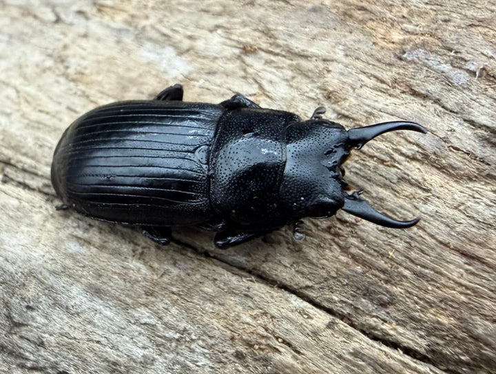 【WD】《ラムリーネブトクワガタ 17mm ペア》