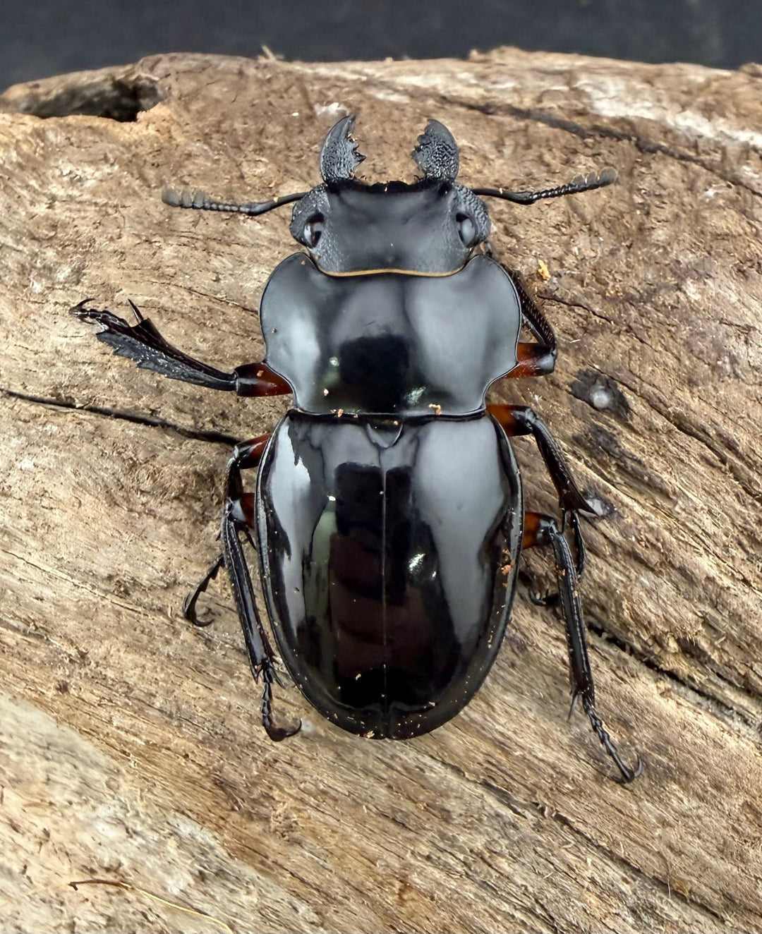 【WD】《インペリアリスツヤ亜種komorii バタラザ産 66mm ペア》