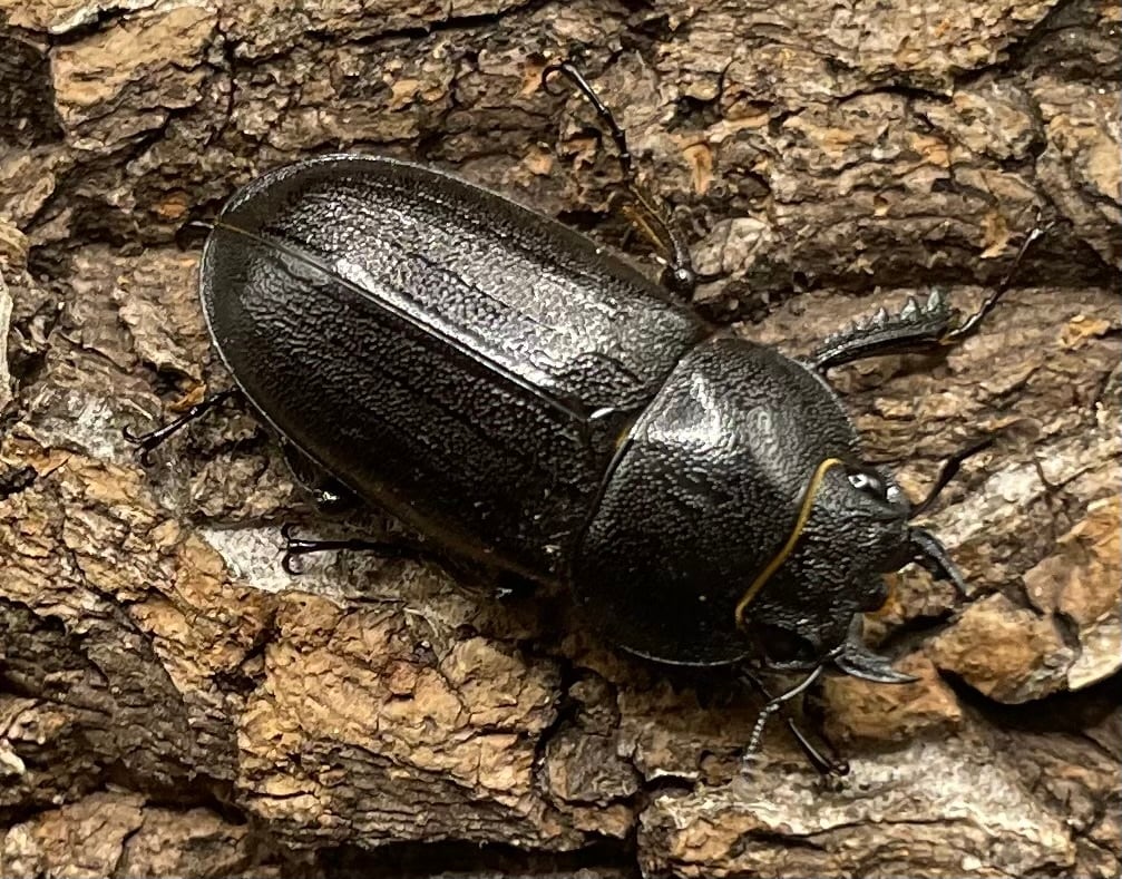 【WD】《アマミノコギリ 64mm ペア》