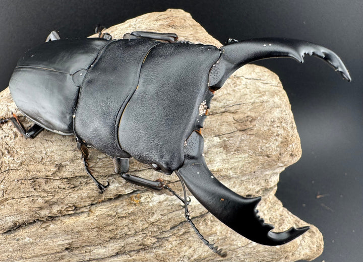 【WD】《西ペレンヒラタ（スラウェシオオヒラタ） 92.5mm ペア》