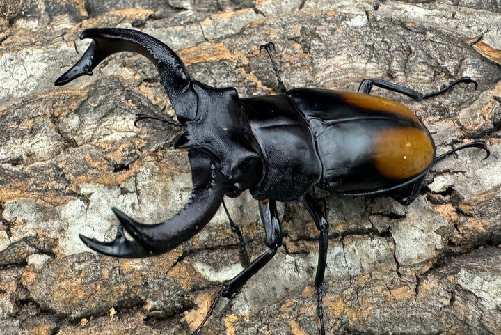 【WD】《セアカフタマタ 82.5mm ペア》