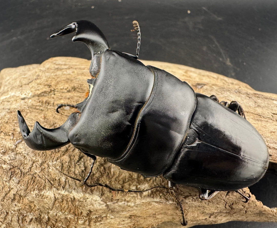 【WF4】《ダイオウヒラタ 東ジャワ産 80mm ペア》