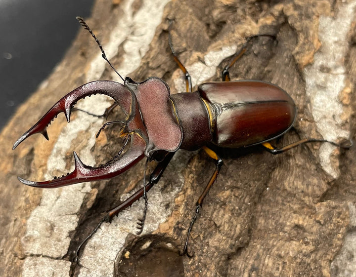 【WD】2018新種記載《ジュシャンミヤマ 58mm ペア》