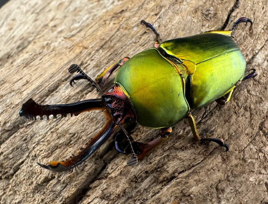 【WD】《パプアキンイロクワガタ アルファック産 40mm ペア》