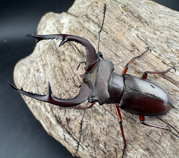 【WD】貴重産地《ブリヴィオミヤマ 57mm ペア》