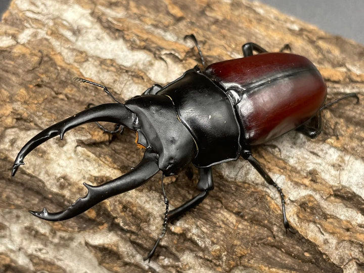 【WD】《雲南産ドンキエルコクワ原名亜種 73mm ペア》