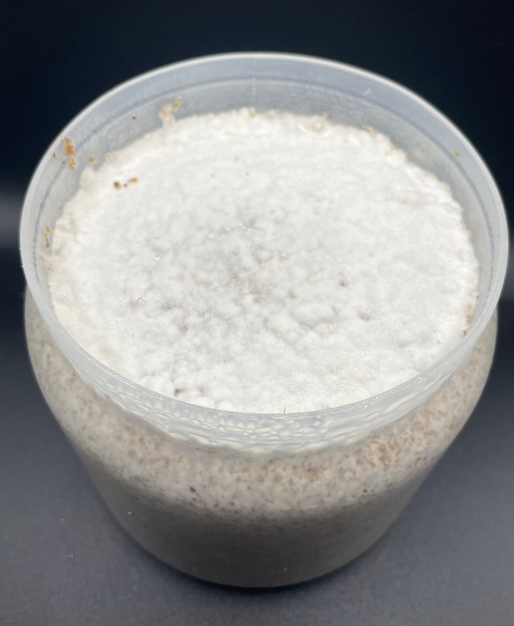 【KPWオリジナル】カワラタケ菌糸ボトル 1400cc