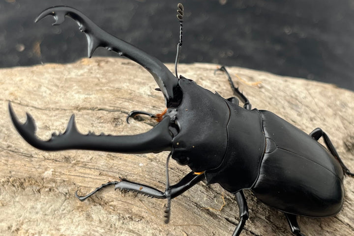 【WD】《 ギラファノコギリ亜種ボロブドゥール 91.5mm ペア》