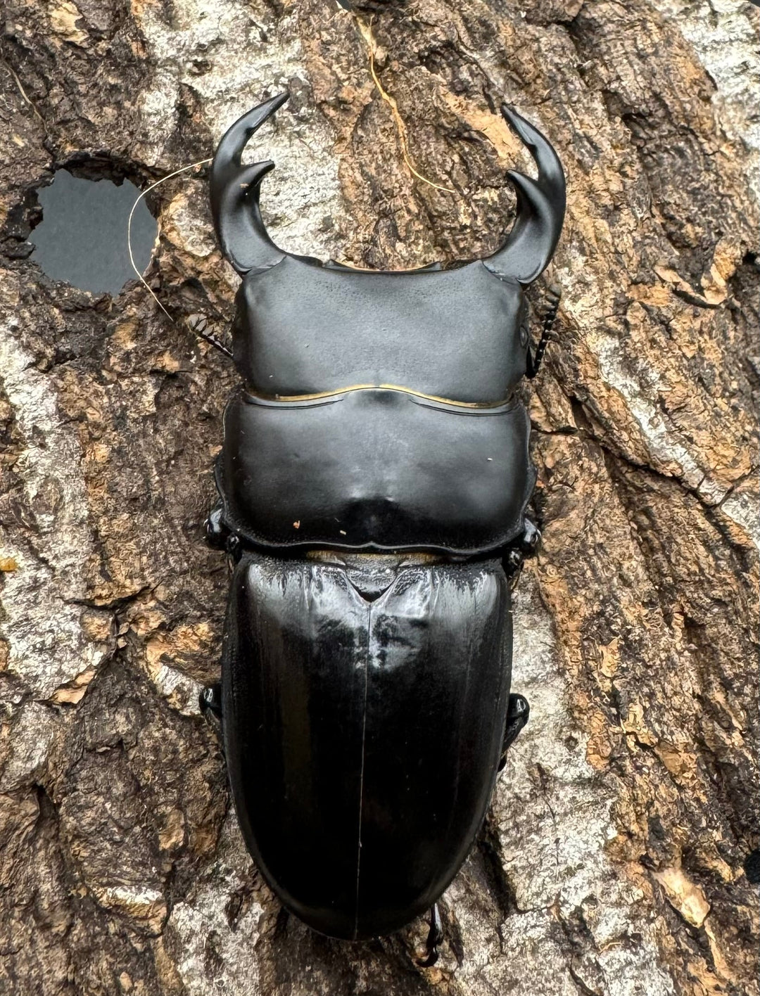 【WD】《ジャワパリーオオクワ 63.5mm ペア》