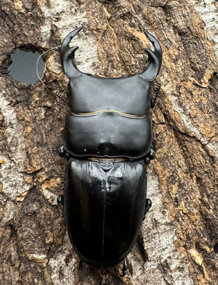 【WD】《ジャワパリーオオクワ 63.5mm ペア》