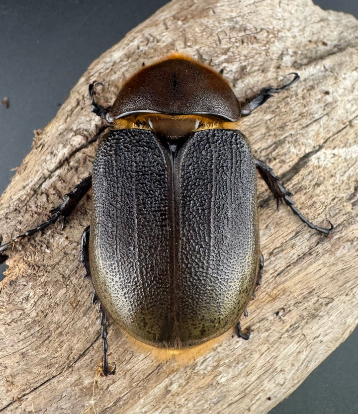 即ブリ《ヘラクレス・ヘラクレス 146mm B品ペア》