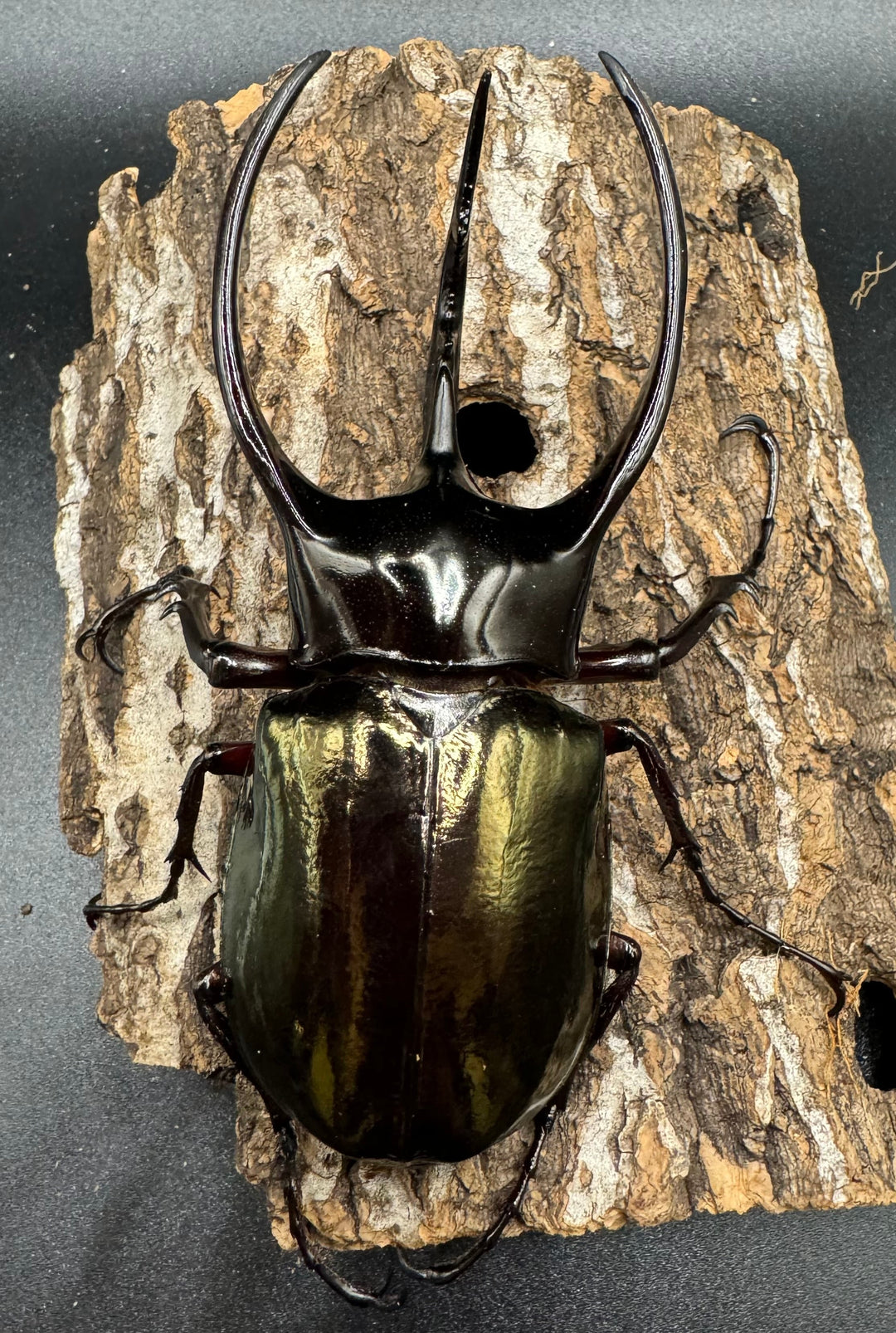 【WD】《ジャワコーカサスオオカブト 102.5mm ♂単》