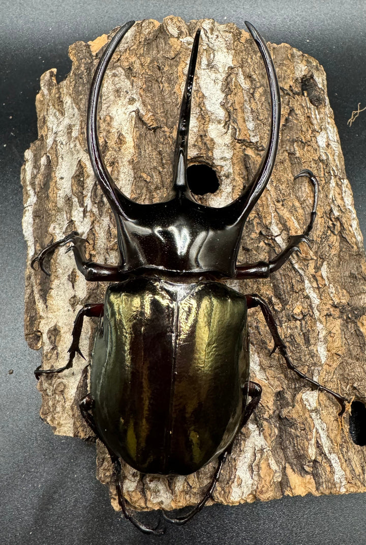 【WD】《ジャワコーカサスオオカブト 102.5mm ♂単》