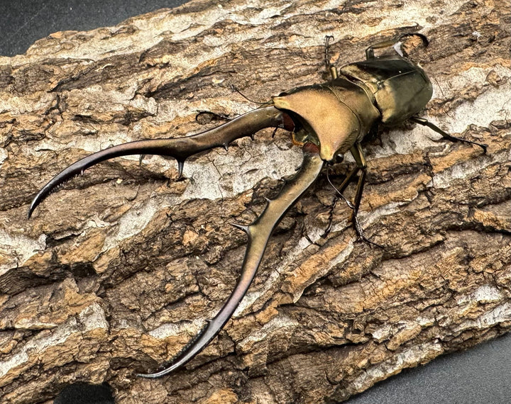 【WD】《メタリフェルホソアカ 87.5mm ペア》