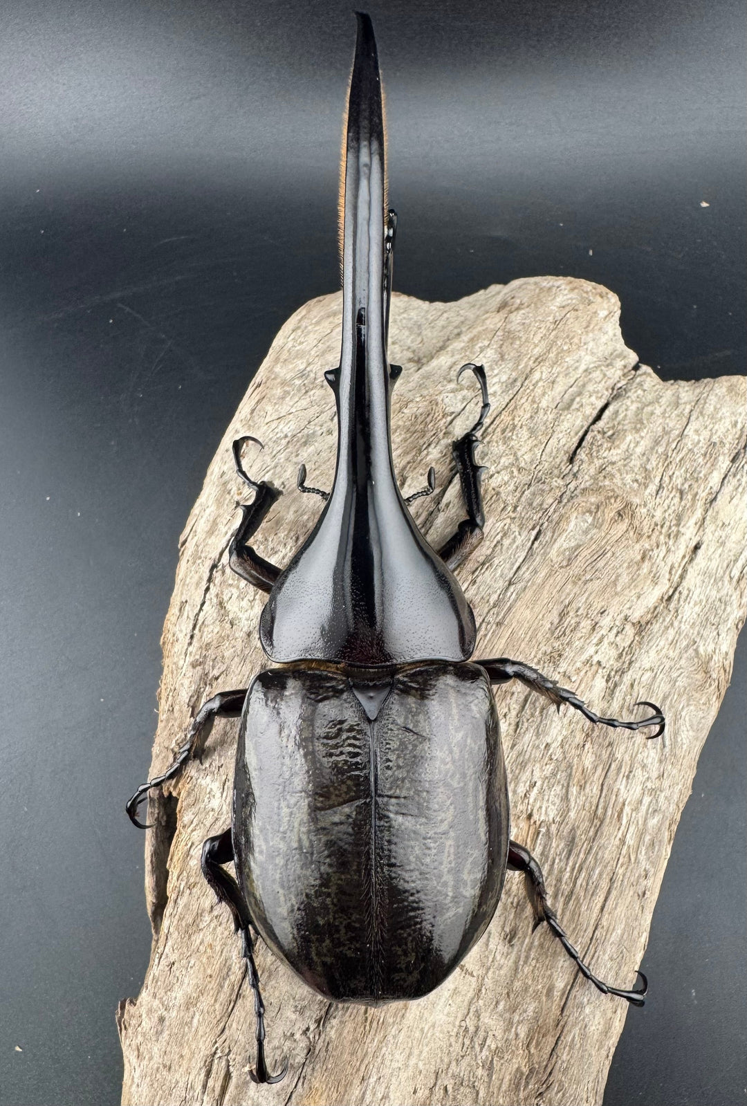 《ヘラクレス・ヘラクレス 132mm ペア》