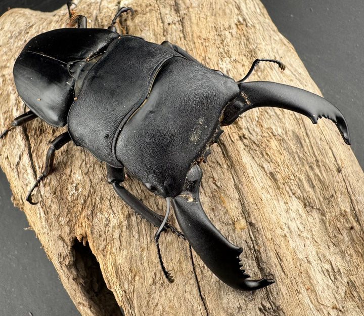 【WD】《西ペレンヒラタ（スラウェシオオヒラタ） 88mm ペア》