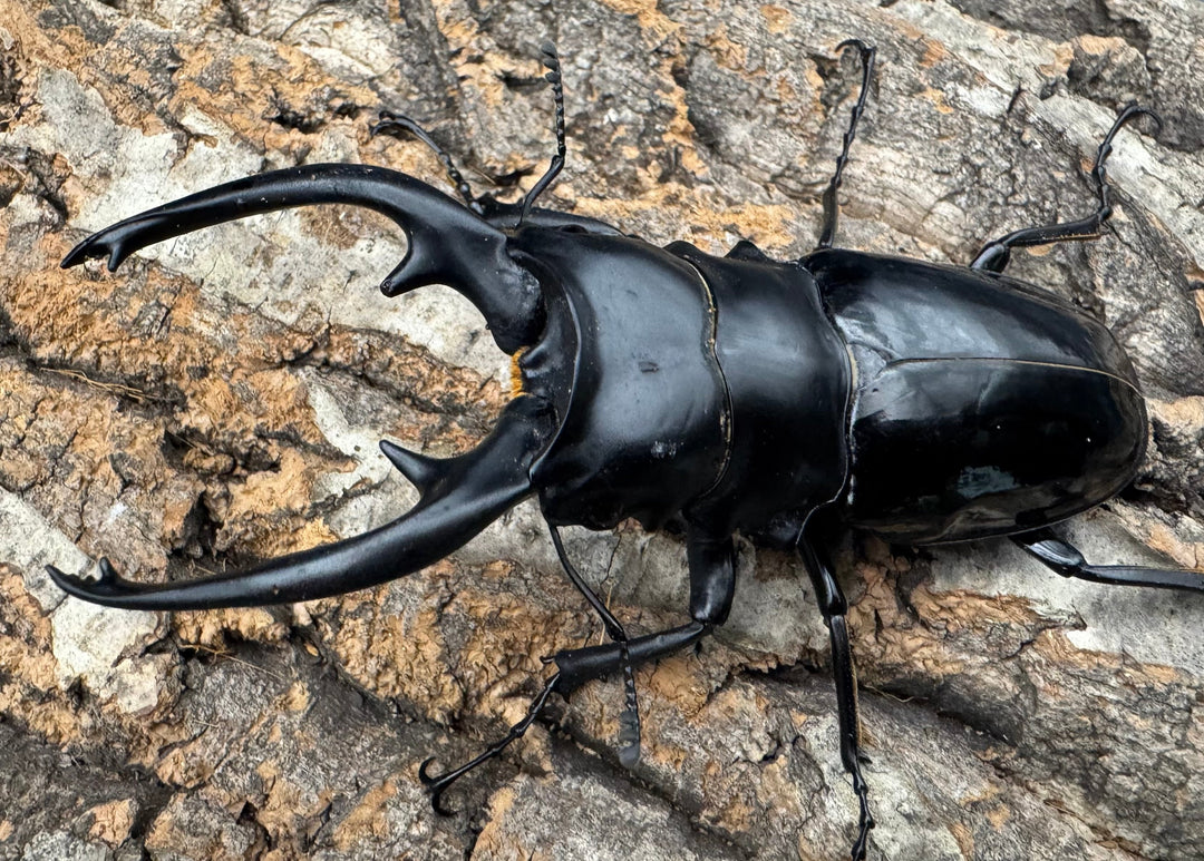 【WD】《インターメディアツヤクワガタ ネグロス産 94mm ペア》