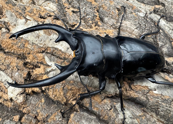 【WD】《インターメディアツヤクワガタ ネグロス産 94mm ペア》