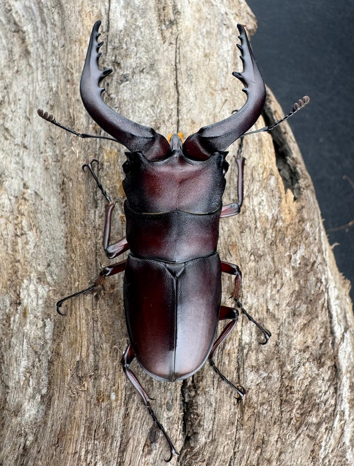 【WD】大歯《ノコギリクワガタ 八王子産 Free ペア》