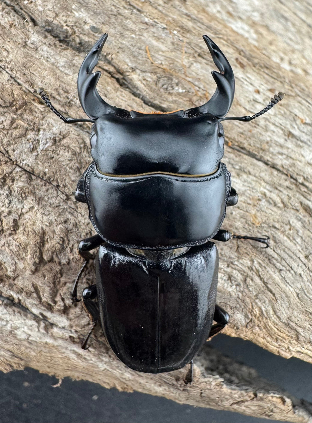 【WD】《ドルクスヤクシャ原名亜種 43mm ペア》